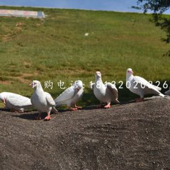 白鴿雕塑，玻璃鋼仿真動(dòng)物